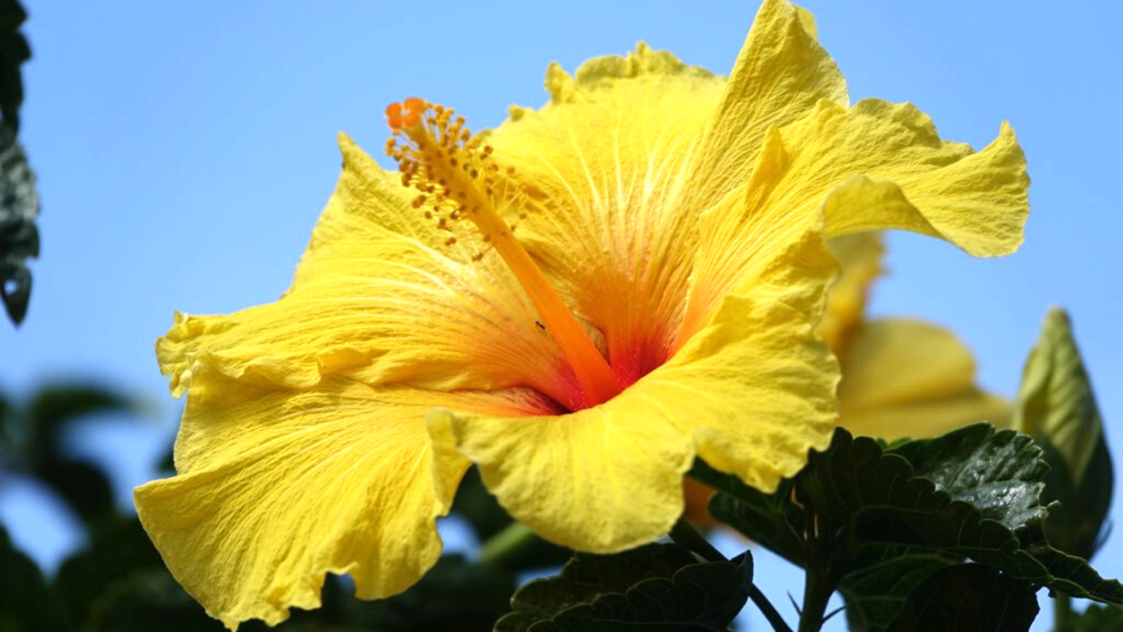 Open yellow flower facing the sun